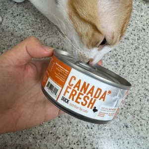 캐나다프레쉬 캣 오리 캔 156g 베스트 후기 이미지
