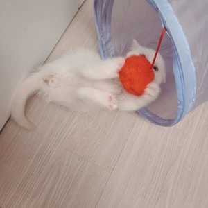 펫홀릭 바스락 스크류 터널 X자형  베스트 후기 이미지