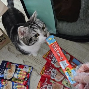 이나바 캣 챠오 츄르 참치&조개관자 14g*4p 베스트 후기 이미지