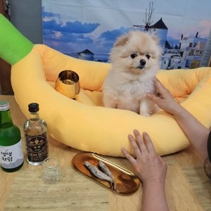 [무료배송] 오간식 독 댕댕주류 6종 베스트 후기 이미지