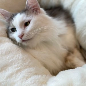 [무료배송] 옥희독희 퐁당쿠션 S/L 베스트 후기 이미지