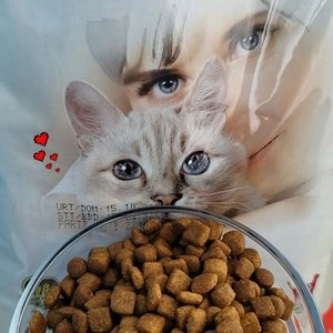 보나시보 캣 치킨 엔초비&라이스 어덜트 2kg 베스트 후기 이미지