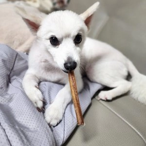 [유통기한임박, 26년4월30일] 와일드라이프 독 불리스틱 M 베스트 후기 이미지