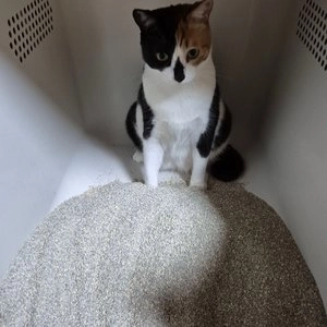 브랜드P 편백블렌딩 벤토모래 6kg 베스트 후기 이미지