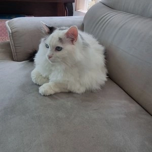 [웰컴딜] 로얄캐닌 캣 라이트 웨이트 케어 8kg 체중관리 베스트 후기 이미지