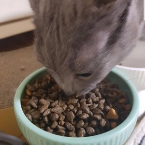 레오나르도 캣 순수생육 오리 4kg 베스트 후기 이미지