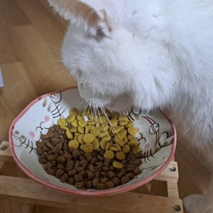 밥이보약 캣 활기찬 노후 3.4kg 베스트 후기 이미지