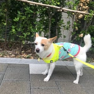 [무료배송] 멍템 방수 하네스 네온옐로/네온오렌지/방수그린/방수블루/방수블랙 XXS-XL 베스트 후기 이미지