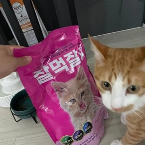 [사료샘플] 밥이보약 캣 NO 스트레스 50g 베스트 후기 이미지