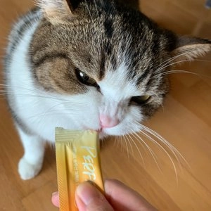 닥터펠리스 캣 데일리 솔루션 퍼펙트 연어 150g 베스트 후기 이미지