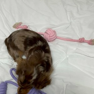 펫톤 꽈배기 투웨이 터그토이 핑크 베스트 후기 이미지