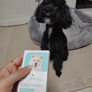 [무료배송] 프롬더셀 퍼피 그로우 라인 성장기 영양제 3g*30정 베스트 후기 이미지