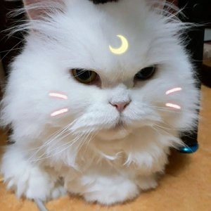 프로네이처 캣 대서양 연어&현미 2.72kg 베스트 후기 이미지