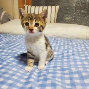 위스카스 캣 고등어&연어 파우치 80g 베스트 후기 이미지