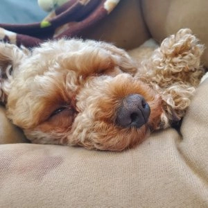 더리얼 독 크런치 닭고기 어덜트 1.6kg 베스트 후기 이미지