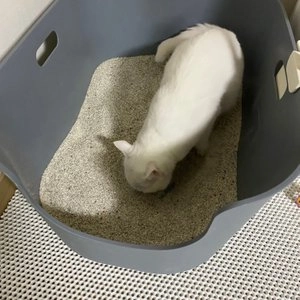 로마샌드 보스 12.6kg 베스트 후기 이미지