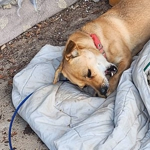 [무료배송] 덴탈라이트 뉴트리다이너 덴탈껌 소고기맛/닭고기맛 L 4개입 베스트 후기 이미지