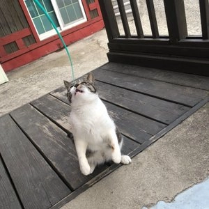 포우즈라이프 쥐꼬리 롱테일 그린/옐로우/핑크/블루 베스트 후기 이미지