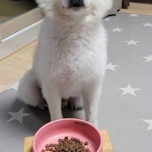 [설특가]ANF 독 6 Free 플러스 인도어 연어&흰살생선 1.6kg 베스트 후기 이미지