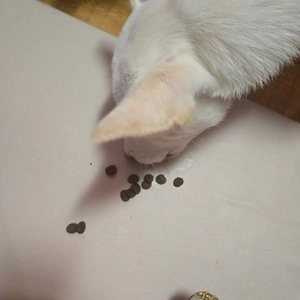 [웰컴딜] 오리젠 독 오리지날 6kg 베스트 후기 이미지