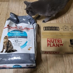 로얄캐닌 캣 유리너리 케어 4kg 요로계케어 베스트 후기 이미지