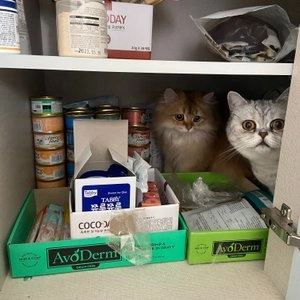 퓨리나 캣 팬시피스트 연어 캔 85g  베스트 후기 이미지