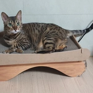 [창고대방출] REGO 스크래쳐 쇼파형 베스트 후기 이미지