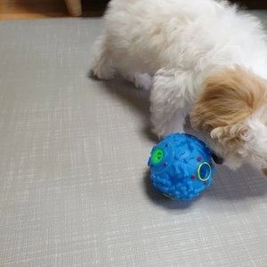 [색상랜덤] 멍멍샵 스낵볼 대 베스트 후기 이미지