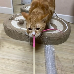 캐티맨 쥐꼬리 스틱 낚시대 그린(시골쥐)/핑크(도시쥐) 베스트 후기 이미지