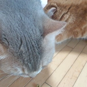 더리얼 캣 그레인프리 크런치 연어 시니어 1.6kg 베스트 후기 이미지