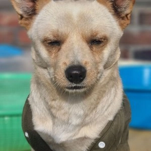 [무료배송] 펫츠랜드 어스컬러 누빔조끼 카키 S-2XL 베스트 후기 이미지