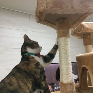 [무료배송] 헬로망치 프리미엄 대형 캣타워 DS0069 베스트 후기 이미지