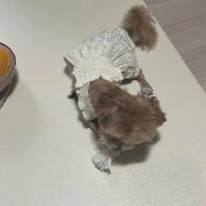 [무료배송] 커피트릿 코튼로프 우드스틱 XS-L  베스트 후기 이미지