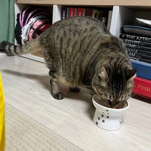 [NEW신상]오스테크 캣 울트라 참치 토핑 치즈 젤리 파우치 70g 베스트 후기 이미지