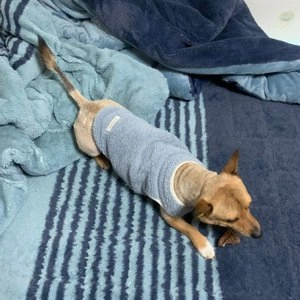 THE 건강한 형제 독 수제간식 10종 버라이어티 체험팩 베스트 후기 이미지