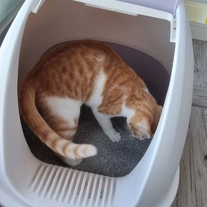 프리미엄 에버크린 ES UN 19kg 베스트 후기 이미지