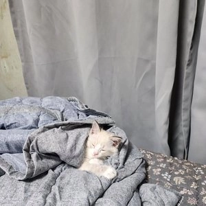 캐츠랑 키튼 8kg 베스트 후기 이미지