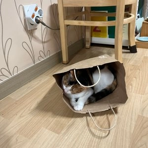 [웰컴딜] 위스카스 캣 실내묘용 3kg  베스트 후기 이미지