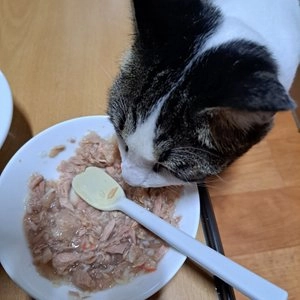 [NEW신상]오스테크 캣 울트라 참치 토핑 게맛살 젤리 파우치 70g 베스트 후기 이미지