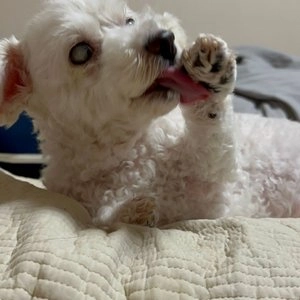 [웰컴딜] 로투스 독 오븐베이크 치킨 시니어 5.67kg 베스트 후기 이미지