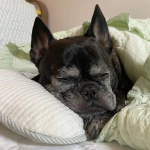 [무료배송] 개달당 썸머 인견 반달 쿨베개 단품 블루ST/핑크ST 베스트 후기 이미지