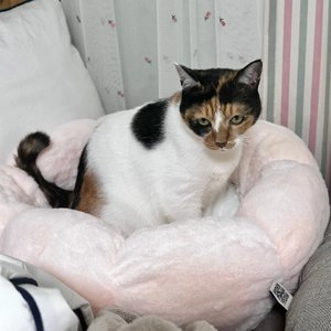 산타펫 꾹꾹이 방석 핑크 베스트 후기 이미지