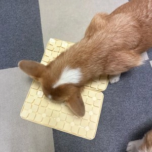 뮤트 퍼즐 노즈워크매트 옐로우 S/M 베스트 후기 이미지