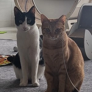 퓨리나 캣 프리스키 파티믹스 와일드 카우보이 60g 베스트 후기 이미지