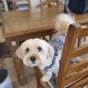 럭셔리독 소고기&치즈 캔 100g 베스트 후기 이미지