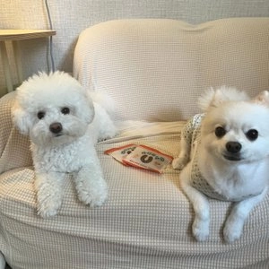 [NEW신상][체험팩] 올리브 독 콰삭콰삭 펌킨&코코넛 12g 베스트 후기 이미지