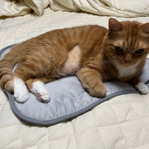 뮤트 워셔블 쿨매트 아이스블루/쿨그레이 S/M 베스트 후기 이미지