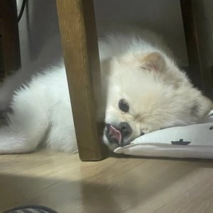 [설특가]더텐 독 가수분해 헬씨트릿 황태&면역 300g 베스트 후기 이미지