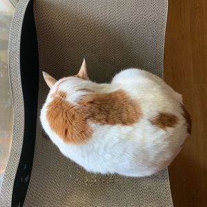 펫데이즈 미묘스크래쳐 나이트가든 베스트 후기 이미지