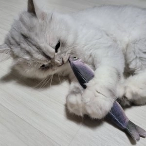 캣가든 캣닢 생선 매운탕 참치&꽁치 베스트 후기 이미지